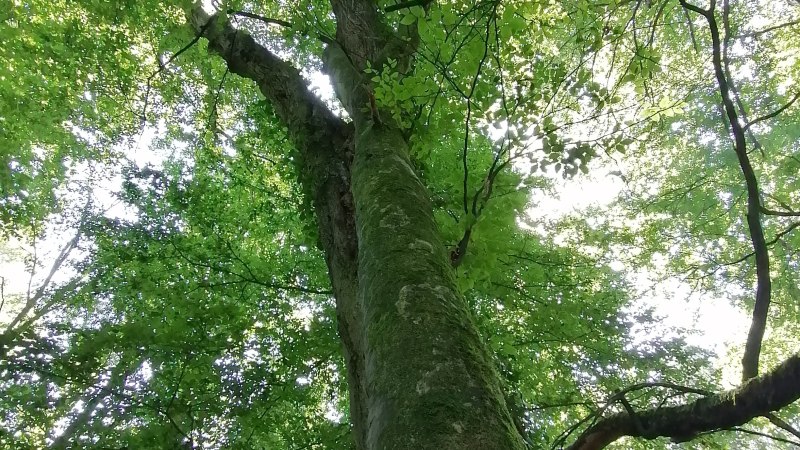 Blick von unten auf einen großen Baum im Wald. Das dichte Blätterdach lässt Sonnenlicht durchscheinen., © Sigle-Rannenberger Blick von unten auf einen großen Baum im Wald. Das dichte Blätterdach lässt Sonnenlicht durchscheinen., © Sigle-Rannenberger