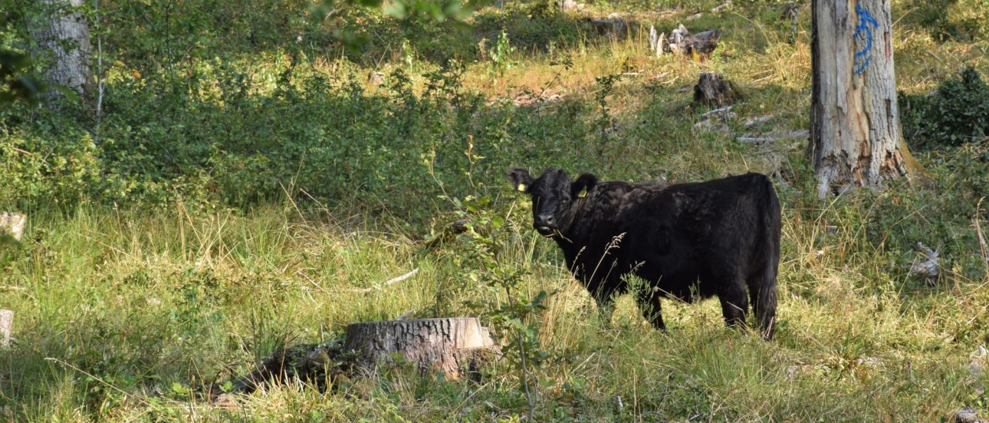 Ein schwarzes Rind steht auf einer Wiese im Wald, umgeben von Bäumen und Gras. Ein Baumstumpf ist im Vordergrund sichtbar., © Landratsamt Böblingen, Amt für Forsten Ein schwarzes Rind steht auf einer Wiese im Wald, umgeben von Bäumen und Gras. Ein Baumstumpf ist im Vordergrund sichtbar., © Landratsamt Böblingen, Amt für Forsten