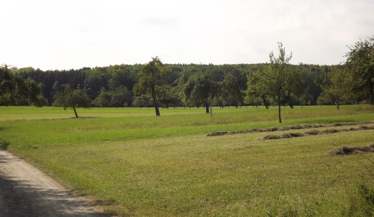 Weite grüne Wiese mit vereinzelten Bäumen, im Hintergrund ein dichter Wald. Ein schmaler Weg führt am linken Bildrand entlang., © Natur.Nah. Schönbuch & Heckengäu Weite grüne Wiese mit vereinzelten Bäumen, im Hintergrund ein dichter Wald. Ein schmaler Weg führt am linken Bildrand entlang., © Natur.Nah. Schönbuch & Heckengäu