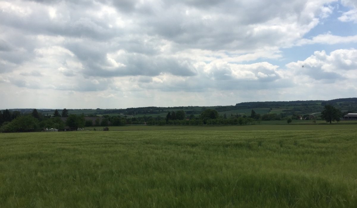 Ein weites Getreidefeld erstreckt sich unter einem bew&ouml;lkten Himmel. Im Hintergrund sind sanfte H&uuml;gel und vereinzelte Geb&auml;ude zu sehen., &copy; Natur.Nah. Sch&ouml;nbuch & Heckeng&auml;u