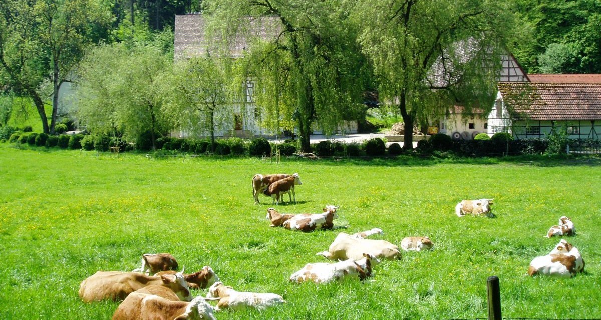 Kühe ruhen auf einer grünen Wiese vor einem Bauernhof mit Fachwerkhäusern und Bäumen im Hintergrund., © Natur.Nah. Schönbuch & Heckengäu Kühe ruhen auf einer grünen Wiese vor einem Bauernhof mit Fachwerkhäusern und Bäumen im Hintergrund., © Natur.Nah. Schönbuch & Heckengäu