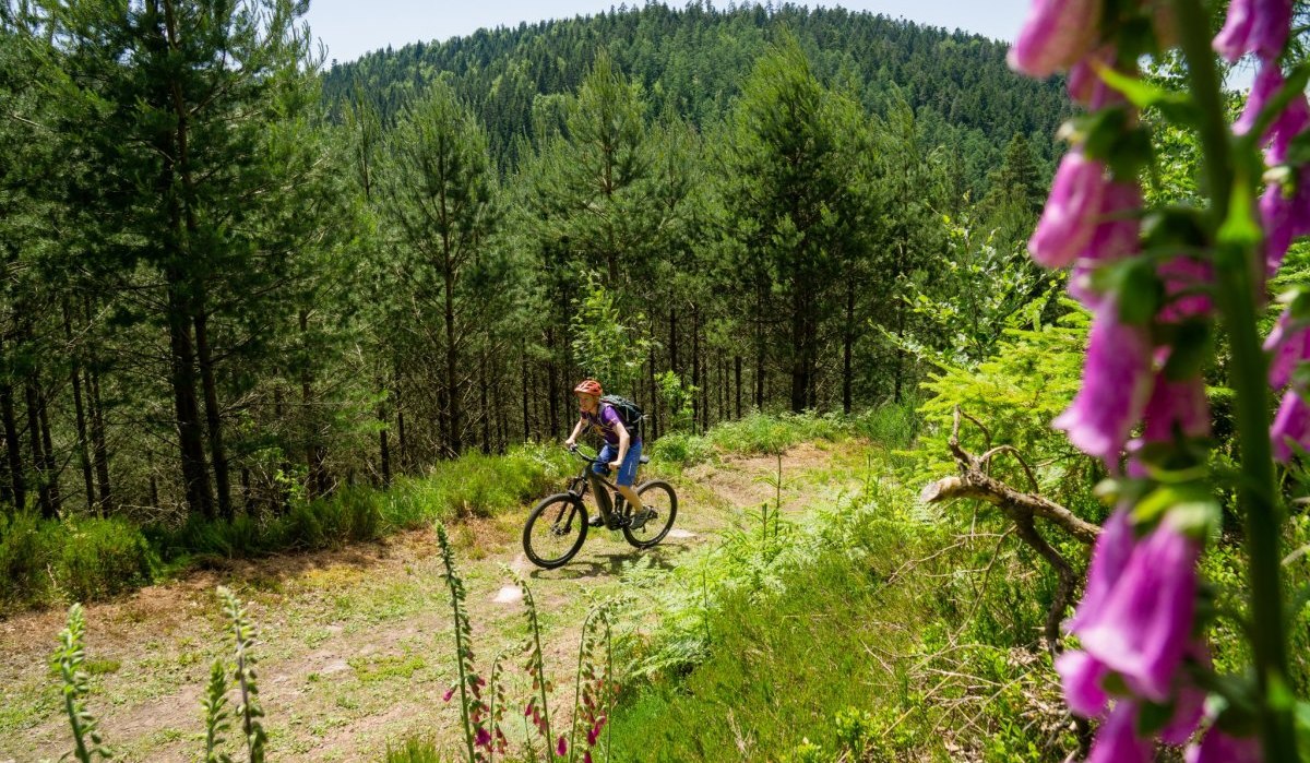 Unterwegs mit dem E-Mountainbike auf schönen Waldwegen mit Aussicht, © Nördlicher Schwarzwald Unterwegs mit dem E-Mountainbike auf schönen Waldwegen mit Aussicht, © Nördlicher Schwarzwald