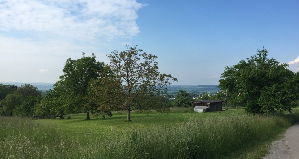 Grüne Wiese mit Bäumen und einem kleinen Holzschuppen unter blauem Himmel. Ein Pfad führt durch die Landschaft., © www.pro-cycl.de Grüne Wiese mit Bäumen und einem kleinen Holzschuppen unter blauem Himmel. Ein Pfad führt durch die Landschaft., © www.pro-cycl.de
