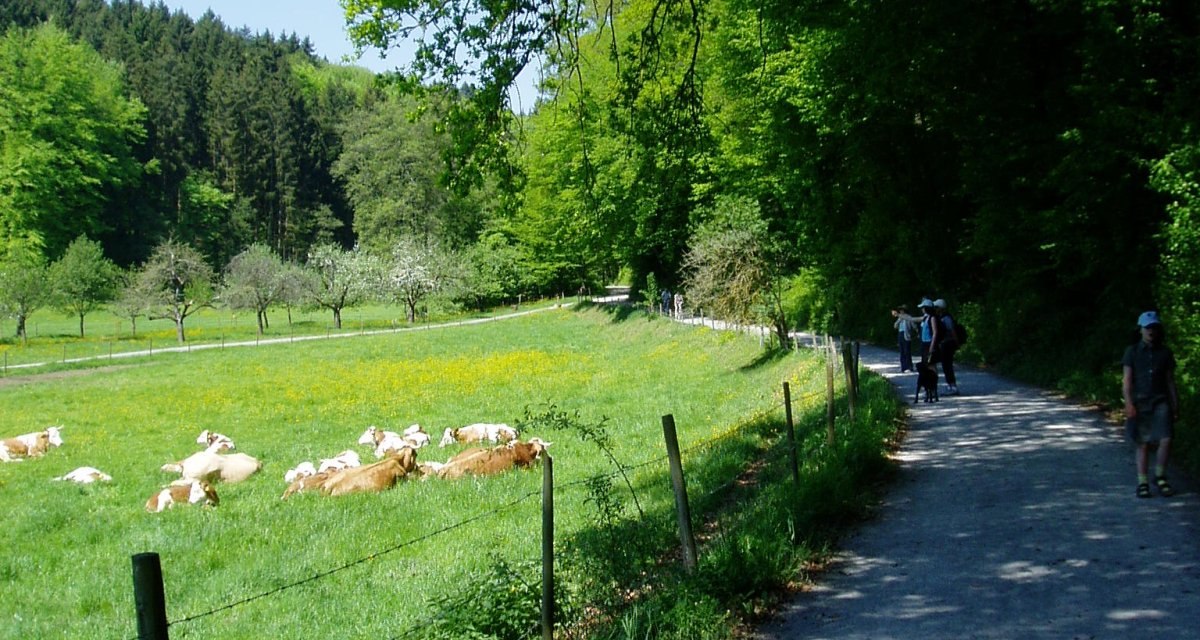 Ein ländlicher Weg mit Spaziergängern, daneben eine grüne Wiese mit Kühen und Bäumen im Hintergrund unter blauem Himmel., © Natur.Nah. Schönbuch & Heckengäu Ein ländlicher Weg mit Spaziergängern, daneben eine grüne Wiese mit Kühen und Bäumen im Hintergrund unter blauem Himmel., © Natur.Nah. Schönbuch & Heckengäu
