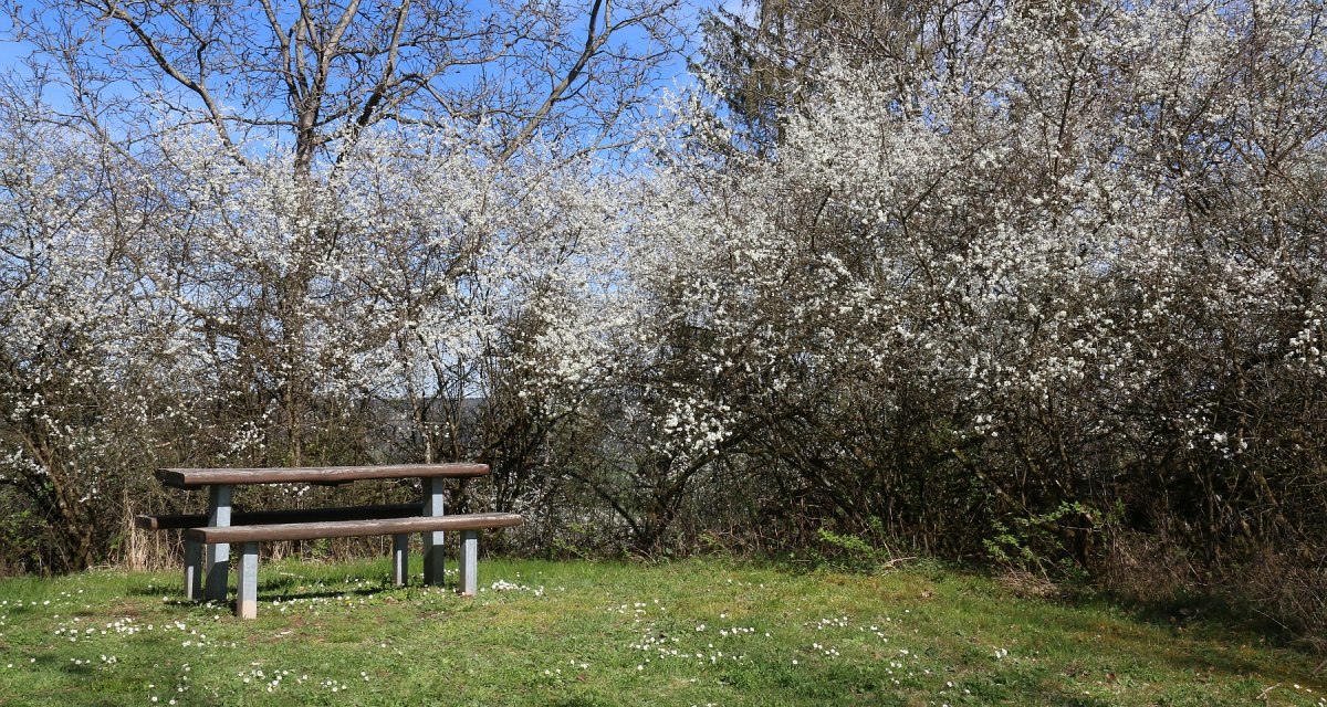Holzbank auf grüner Wiese, umgeben von blühenden Büschen und blauem Himmel im Frühling., © Petra Natzkowski Holzbank auf grüner Wiese, umgeben von blühenden Büschen und blauem Himmel im Frühling., © Petra Natzkowski