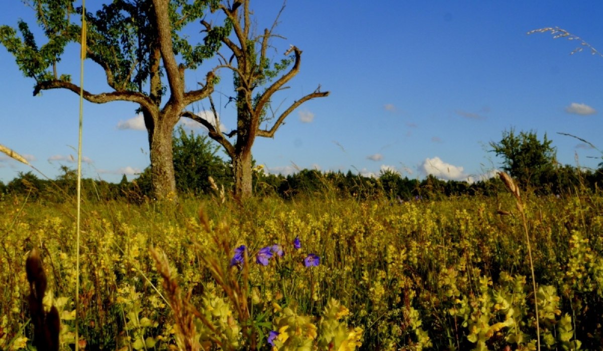 Streuobstwiese mit blühenden Wildblumen, einem kahlen Baum und blauem Himmel. Die Wiese ist dicht bewachsen und strahlt in gelben und violetten Tönen., © Natur.Nah. Schönbuch & Heckengäu