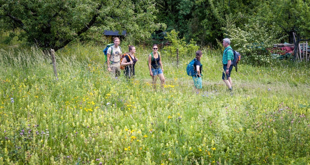 Fünf Personen wandern durch eine blühende Wiese, umgeben von Bäumen. Sie tragen Rucksäcke und genießen die Natur., © hochgehberge Fünf Personen wandern durch eine blühende Wiese, umgeben von Bäumen. Sie tragen Rucksäcke und genießen die Natur., © hochgehberge