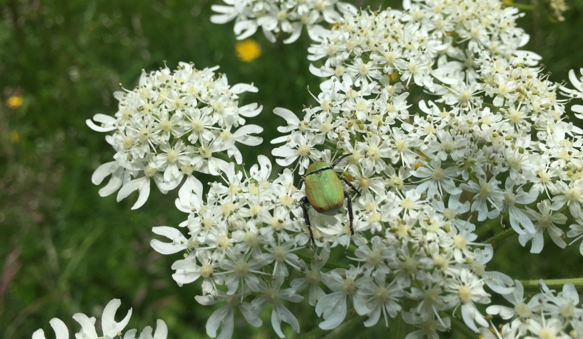 Ein grüner Käfer sitzt auf einer weißen Blütendolde, umgeben von grüner Wiese und gelben Blüten im Hintergrund., © www.pro-cycl.de Ein grüner Käfer sitzt auf einer weißen Blütendolde, umgeben von grüner Wiese und gelben Blüten im Hintergrund., © www.pro-cycl.de