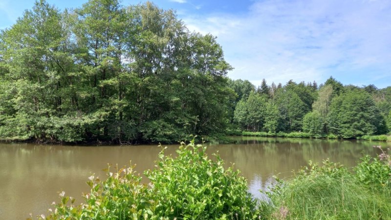 Blick &uuml;ber den Haspelsee - mit baumbestandener Insel und mit B&uuml;schen bewachsenem Seeufer