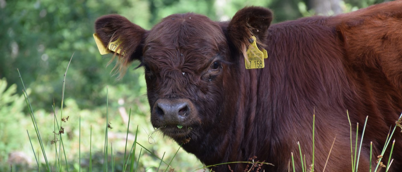 Ein braunes Galloway-Rind mit gelben Ohrmarken steht auf einer grünen Wiese und schaut in die Kamera., © Landratsamt Böblingen, Amt für Forsten Ein braunes Galloway-Rind mit gelben Ohrmarken steht auf einer grünen Wiese und schaut in die Kamera., © Landratsamt Böblingen, Amt für Forsten
