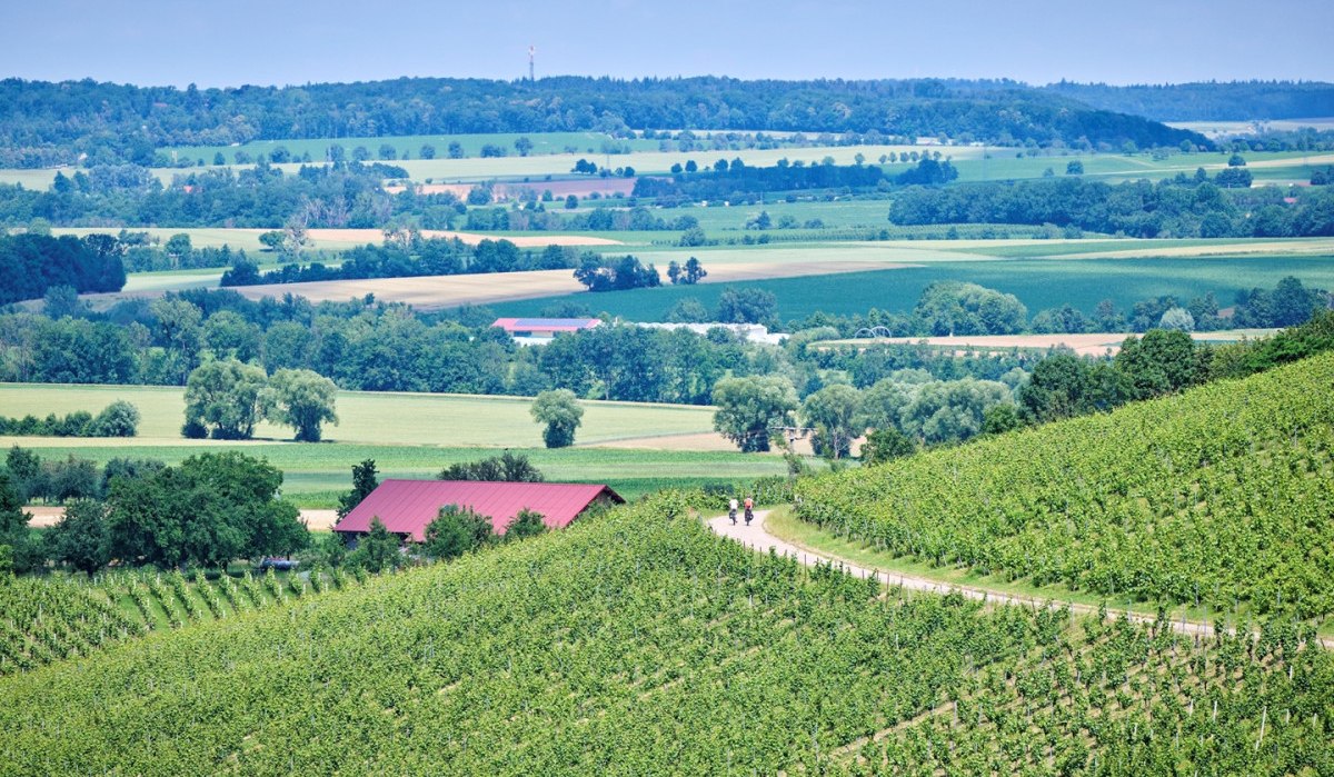 Radfahrende im Weinberg bei Öhringen, © Touristikgemeinschaft Hohenlohe e. V. | Florian Trykowski