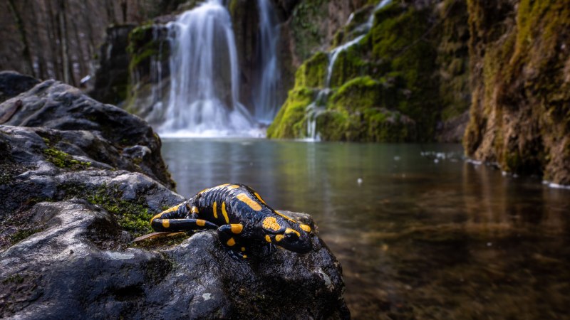Wald- und Wiesenwissen mit Elmar Oechsner, &copy; Bad Urach Tourismus