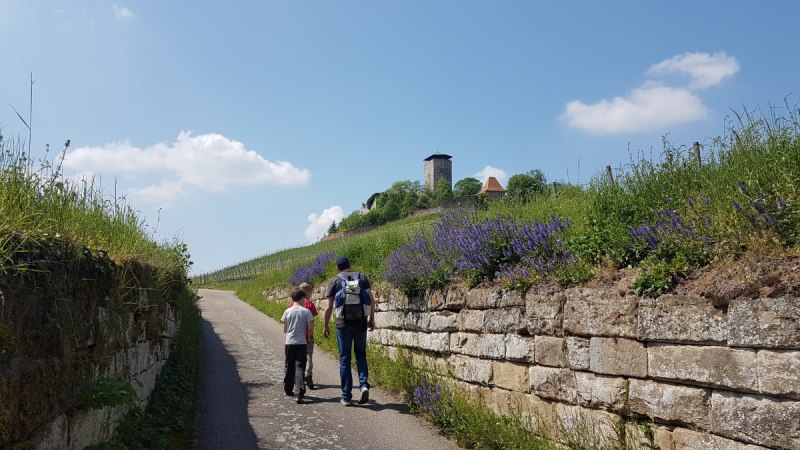 Zwei Personen spazieren auf einem Weg, umgeben von gr&uuml;nen Wiesen und Blumen. Im Hintergrund ist ein Turm zu sehen, unter blauem Himmel., &copy; Tourismusgemeinschaft Marbach-Bottwartal
