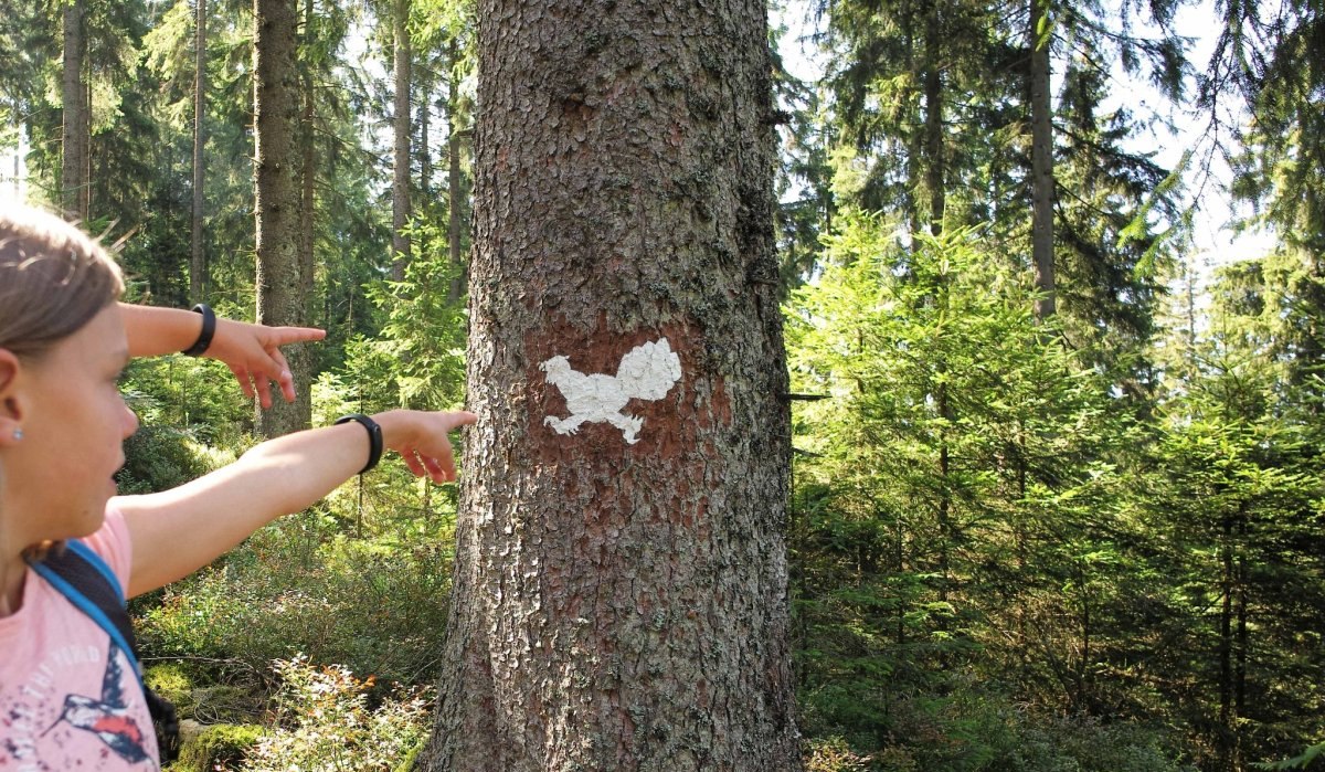 Der rennende Auerhahn markiert den Rundweg, &copy; N&ouml;rdlicher Schwarzwald