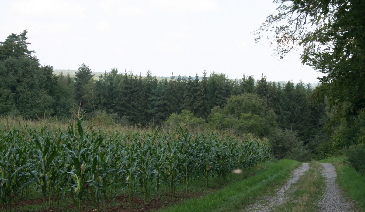 Ein Feldweg verläuft neben einem Maisfeld, umgeben von Bäumen und einem dichten Wald im Hintergrund., © Natur.Nah. Schönbuch & Heckengäu