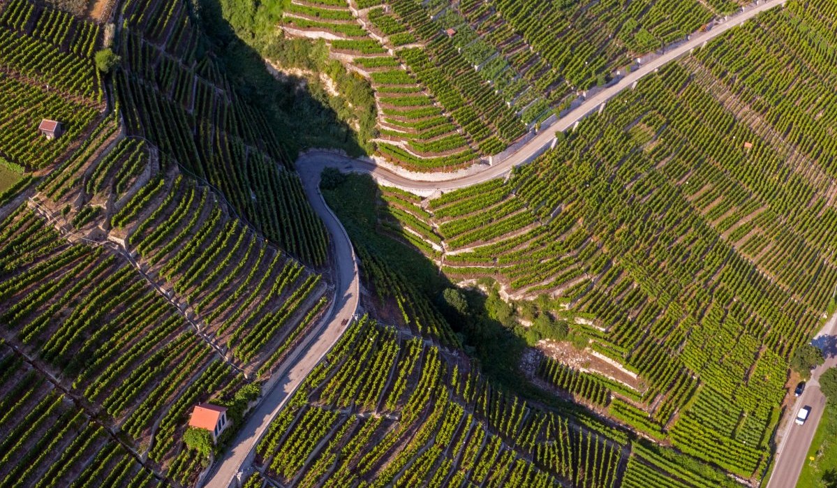 Die imposante Luftaufnahme offenbart die spektakulären Steillagen rund um den Mundelsheimer Käsberg. Die dicht bepflanzten Rebzeilen formen ein fast grafisches Muster und zeugen vom traditionsreichen Weinbau in der Region., © Kraichgau-Stromberg Tourismus e.V. Die imposante Luftaufnahme offenbart die spektakulären Steillagen rund um den Mundelsheimer Käsberg. Die dicht bepflanzten Rebzeilen formen ein fast grafisches Muster und zeugen vom traditionsreichen Weinbau in der Region., © Kraichgau-Stromberg Tourismus e.V.
