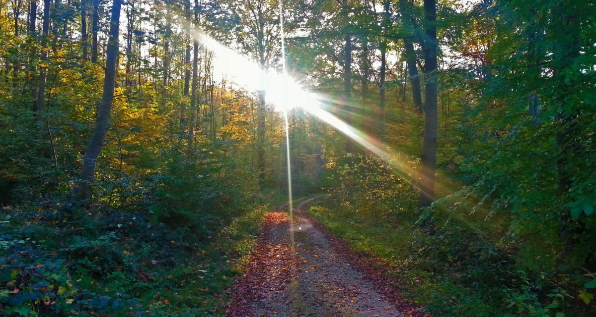 Sonnenstrahlen durchdringen die Bäume eines herbstlichen Waldes im Schurwald. Ein mit Laub bedeckter Weg führt durch die Szenerie., © Kulturamt Plochingen