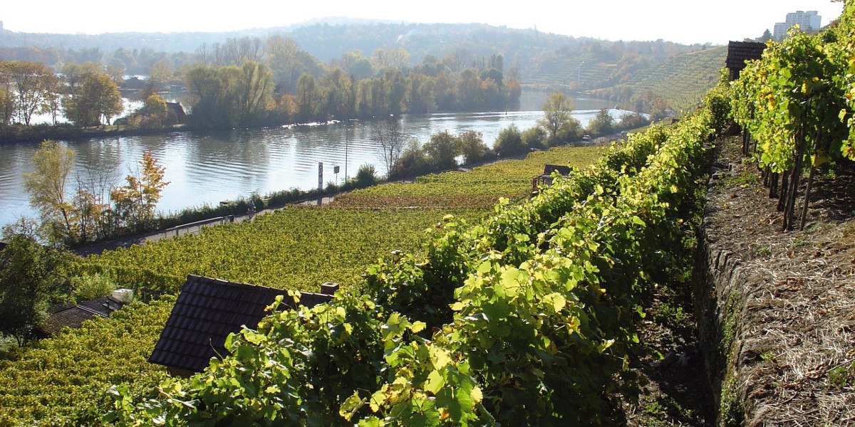 Weinberge erstrecken sich entlang eines Flusses, umgeben von herbstlichen Bäumen und Hügeln. Die Landschaft wirkt ruhig und idyllisch., © Stuttgart-Marketing GmbH Weinberge erstrecken sich entlang eines Flusses, umgeben von herbstlichen Bäumen und Hügeln. Die Landschaft wirkt ruhig und idyllisch., © Stuttgart-Marketing GmbH