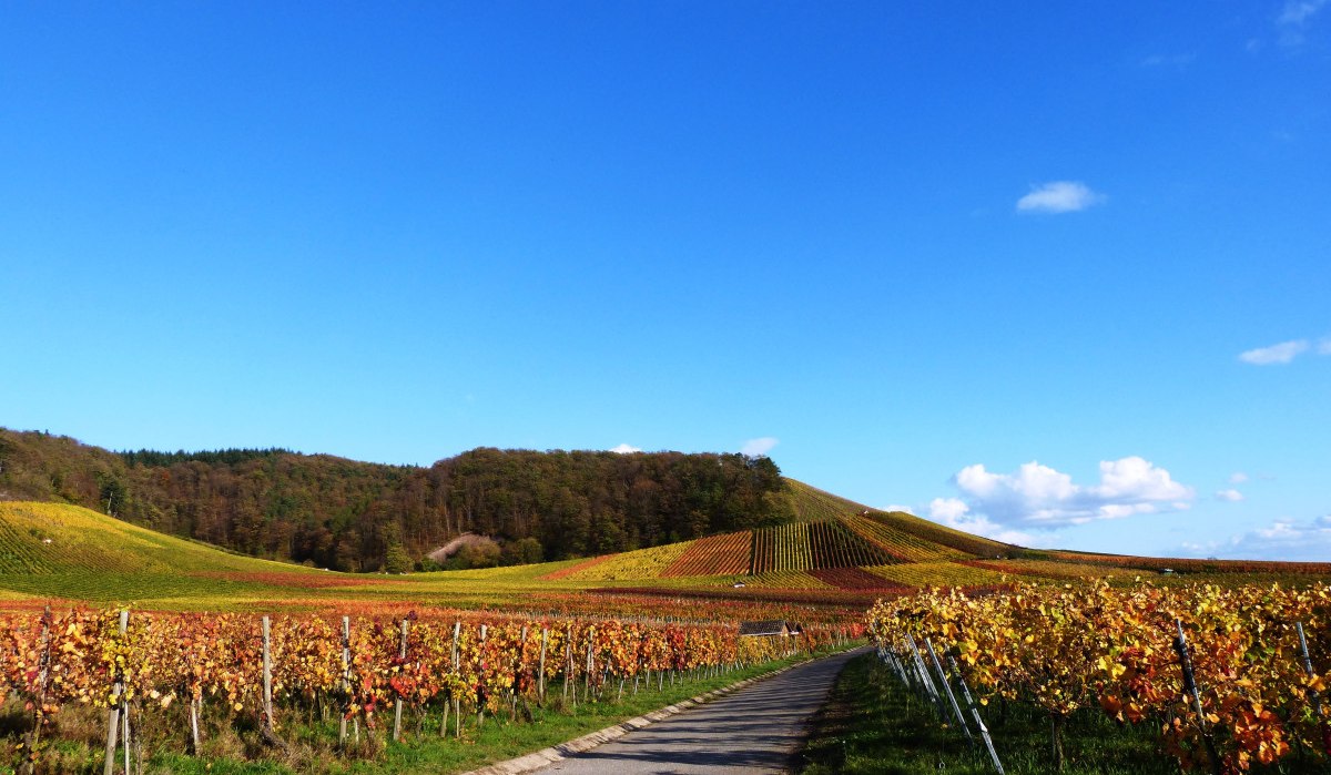 Weinberge im Herbst mit buntem Laub, ein Weg führt durch die Reihen. Der Himmel ist klar und blau, im Hintergrund sind bewaldete Hügel zu sehen., © Land der 1000 Hügel - Kraichgau-Stromberg Weinberge im Herbst mit buntem Laub, ein Weg führt durch die Reihen. Der Himmel ist klar und blau, im Hintergrund sind bewaldete Hügel zu sehen., © Land der 1000 Hügel - Kraichgau-Stromberg