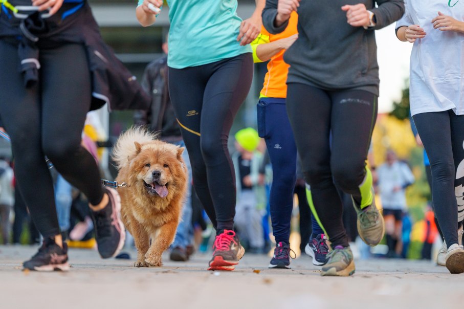 Läufer und ein flauschiger Hund nehmen am Stadtlauf Nürtingen 2022 teil. Der Hund läuft fröhlich zwischen den Teilnehmern., © Stadt Nürtingen