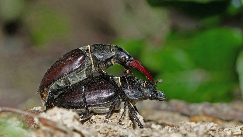 Zwei Hirschkäfer in Nahaufnahme, einer sitzt auf dem anderen. Der Hintergrund ist unscharf und grünlich., © Armin Dieter Zwei Hirschkäfer in Nahaufnahme, einer sitzt auf dem anderen. Der Hintergrund ist unscharf und grünlich., © Armin Dieter