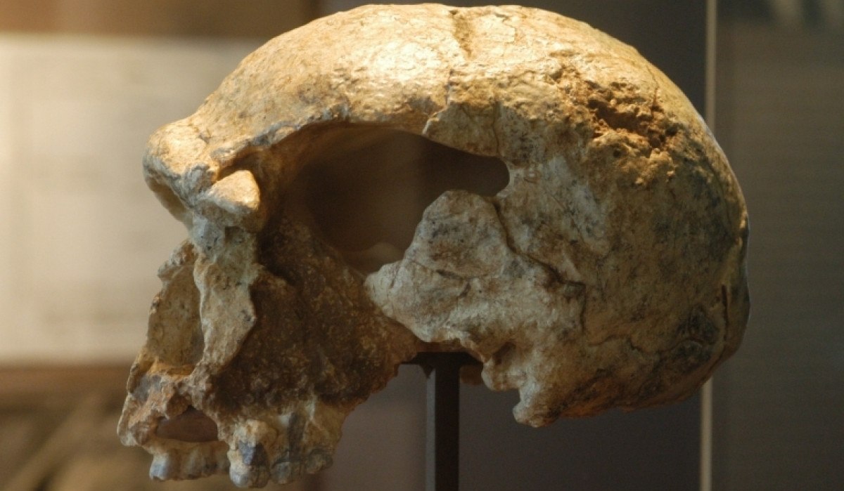 Der Schädel eines Homo Steinheimensis ist in einem Museum ausgestellt. Er zeigt deutliche fossile Merkmale und ist auf einem Ständer montiert., © Werner Kuhnle Der Schädel eines Homo Steinheimensis ist in einem Museum ausgestellt. Er zeigt deutliche fossile Merkmale und ist auf einem Ständer montiert., © Werner Kuhnle