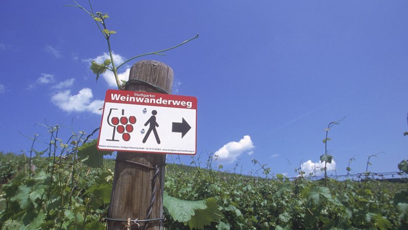 Ein Schild des Stuttgarter Weinwanderwegs an einem Holzpfosten inmitten eines Weinbergs unter blauem Himmel., © Stuttgart-Marketing GmbH