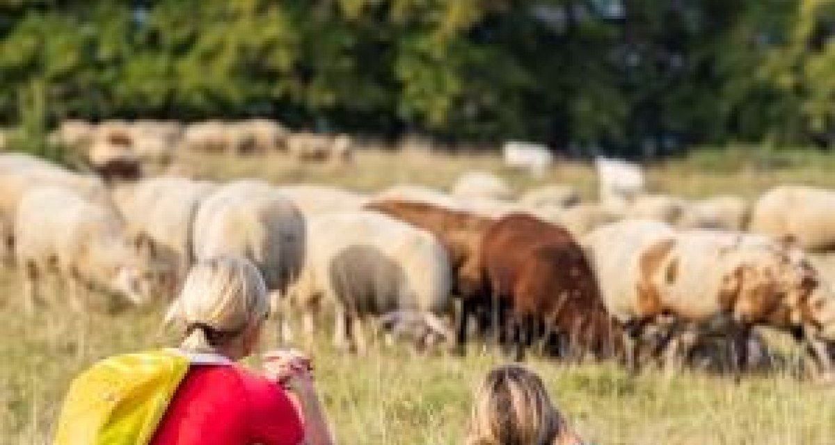Zwei Personen sitzen auf einer Wiese und beobachten eine Schafherde. Im Hintergrund sind Bäume zu sehen., © Torsten Wenzler