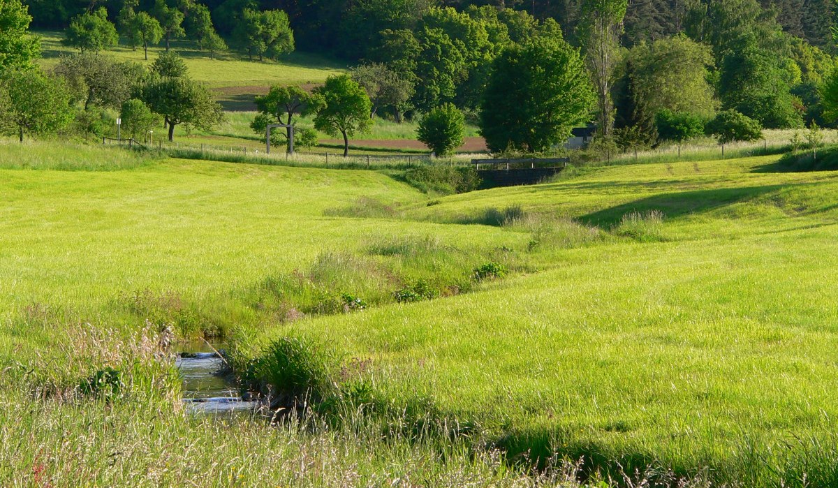 Gr&uuml;ne Wiesen mit einem kleinen Bach, umgeben von B&auml;umen und einem Wald im Hintergrund. Die Landschaft wirkt friedlich und naturbelassen.