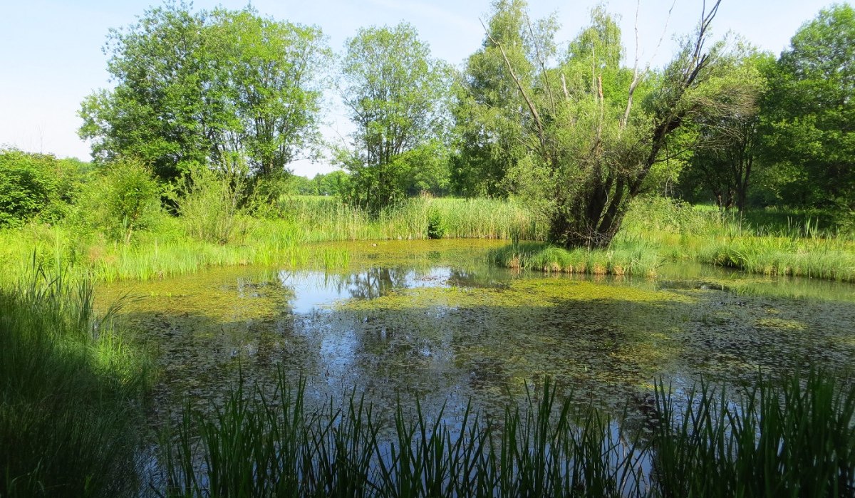 Ein Teich im Amphibienschutzgebiet 'Turm', umgeben von üppigem Grün, Bäumen und Schilf unter blauem Himmel., © Landkreis Göppingen