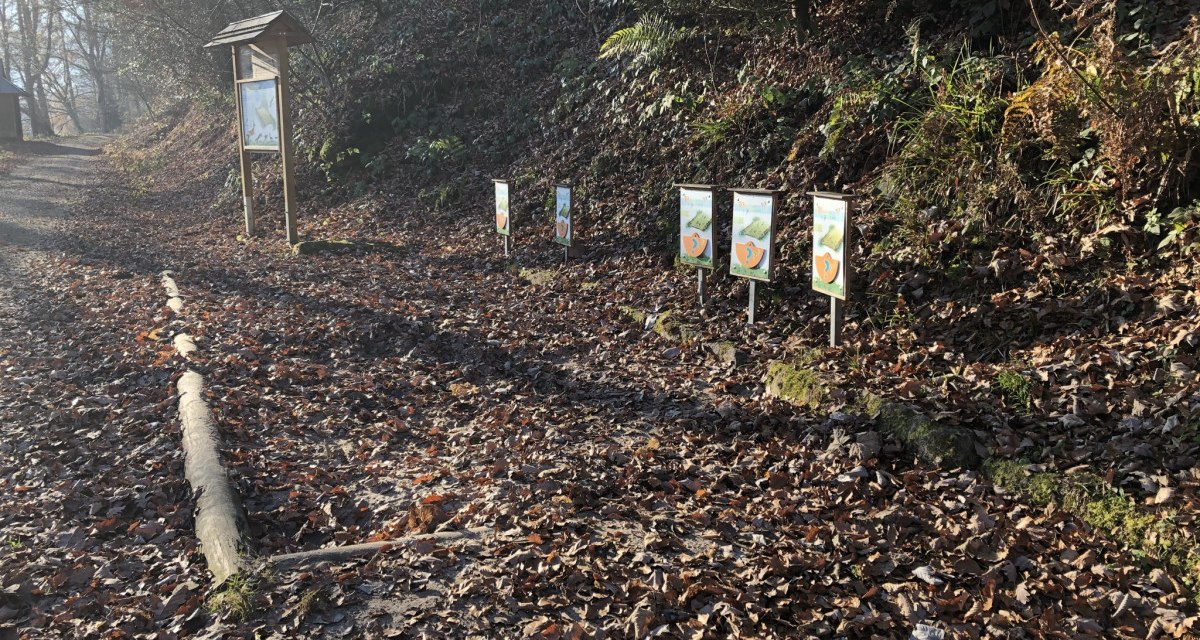 Ein Waldweg mit mehreren Infotafeln am Holzwurmpfad, umgeben von herbstlichem Laub und Bäumen., © Nördlicher Schwarzwald