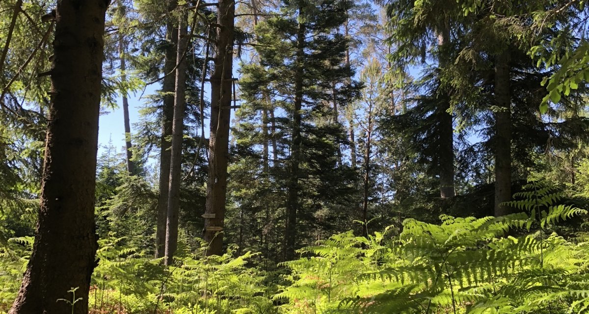 Ein schmaler Pfad führt durch einen dichten Wald mit hohen Bäumen und Farnen, beleuchtet von Sonnenlicht., © Nördlicher Schwarzwald Ein schmaler Pfad führt durch einen dichten Wald mit hohen Bäumen und Farnen, beleuchtet von Sonnenlicht., © Nördlicher Schwarzwald