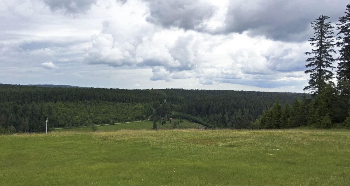 Grüne Wiese mit Blick auf einen dichten Wald unter einem bewölkten Himmel. Zwei hohe Bäume am rechten Bildrand., © www.pro-cycl.de Grüne Wiese mit Blick auf einen dichten Wald unter einem bewölkten Himmel. Zwei hohe Bäume am rechten Bildrand., © www.pro-cycl.de