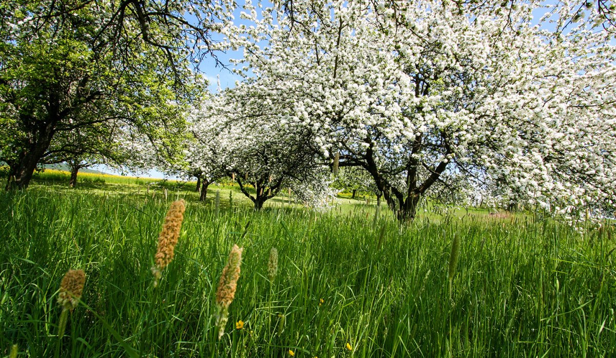 Rems-Murr-Wanderweg - Etappe 2: Winnenden-Rudersberg - Wanderweg:Regionaler Wanderweg mit Start in Winnenden Rems-Murr-Wanderweg - Etappe 2: Winnenden-Rudersberg - Wanderweg:Regionaler Wanderweg mit Start in Winnenden