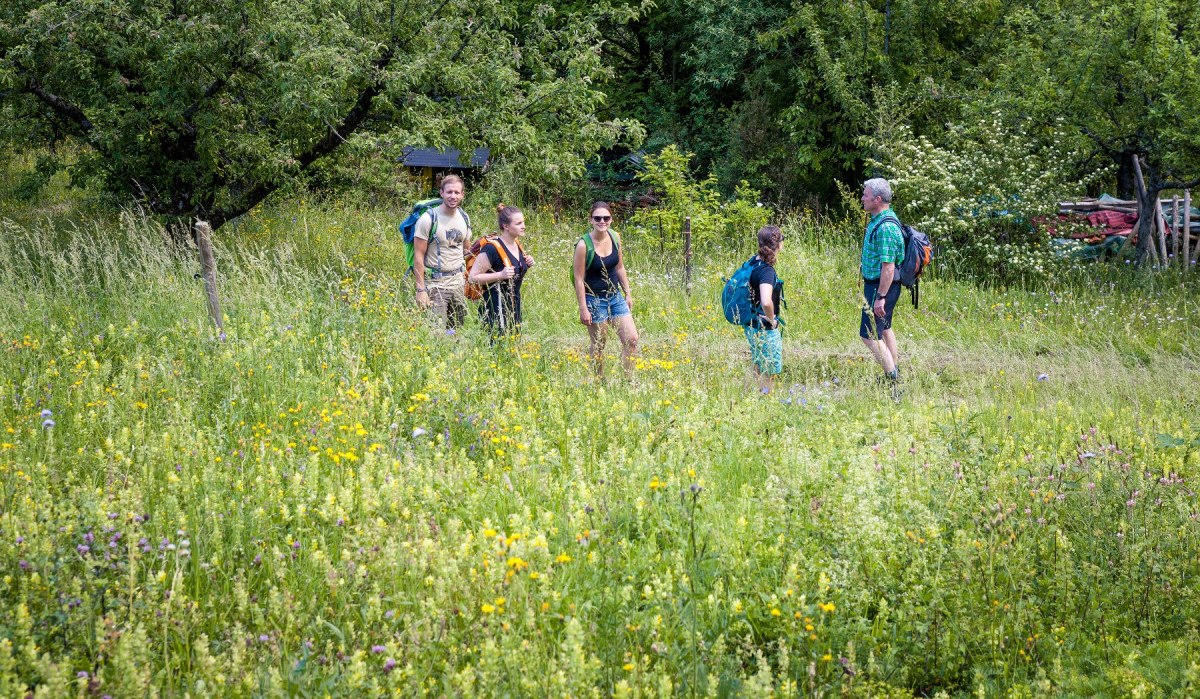 Fünf Personen wandern durch eine blühende Wiese, umgeben von Bäumen. Sie tragen Rucksäcke und genießen die Natur., © hochgehberge Fünf Personen wandern durch eine blühende Wiese, umgeben von Bäumen. Sie tragen Rucksäcke und genießen die Natur., © hochgehberge