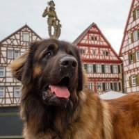 Ein Leonberger Hund steht in einer Altstadt mit Fachwerkhäusern im Hintergrund. Der Hund hat eine braune Fellfarbe und schaut aufmerksam in die Ferne., © SMG, Achim Mende Ein Leonberger Hund steht in einer Altstadt mit Fachwerkhäusern im Hintergrund. Der Hund hat eine braune Fellfarbe und schaut aufmerksam in die Ferne., © SMG, Achim Mende