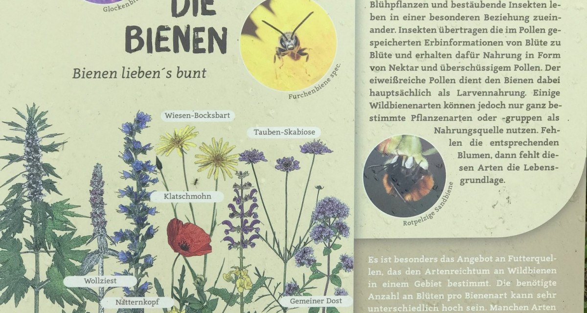 Ein Schild informiert &uuml;ber bienenfreundliche Pflanzen und Best&auml;ubung. Es zeigt Illustrationen von Blumen und Bienen sowie Tipps f&uuml;r einen bienenfreundlichen Garten., &copy; Natur.Nah. Sch&ouml;nbuch & Heckeng&auml;u