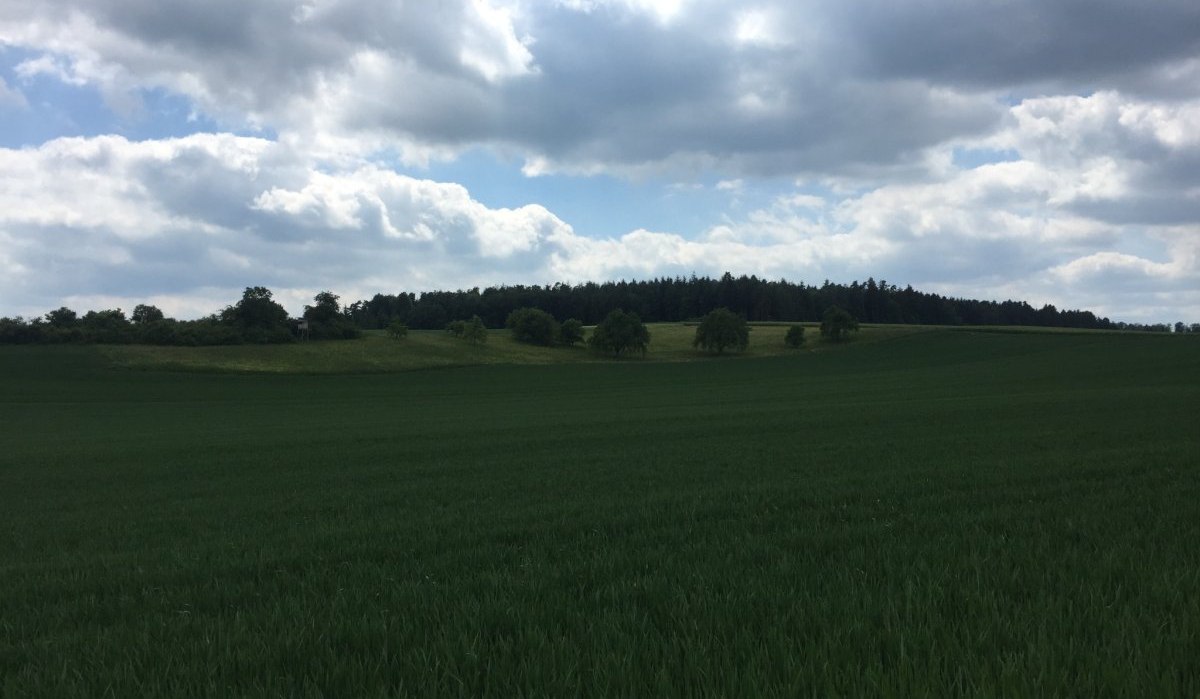 Ein weites gr&uuml;nes Getreidefeld erstreckt sich unter einem bew&ouml;lkten Himmel. Im Hintergrund ist ein dichter Wald zu sehen., &copy; www.pro-cycl.de