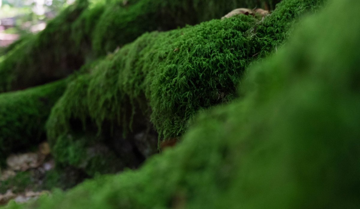 © Nördlicher Schwarzwald © Nördlicher Schwarzwald