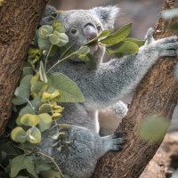 Ein Koala sitzt in einem Baum und isst Eukalyptusblätter. Der Hintergrund ist unscharf, mit vielen grünen Blättern., © Stuttgart-Marketing GmbH, Sarah Schmid Ein Koala sitzt in einem Baum und isst Eukalyptusblätter. Der Hintergrund ist unscharf, mit vielen grünen Blättern., © Stuttgart-Marketing GmbH, Sarah Schmid