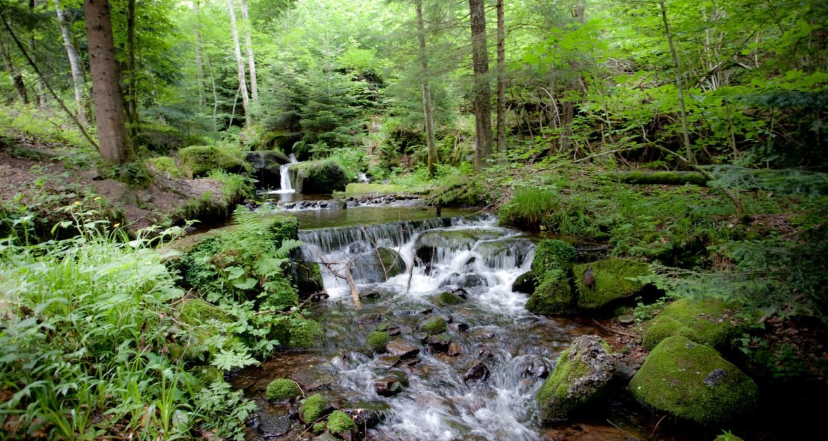 Schwarzwald pur, &copy; N&ouml;rdlicher Schwarzwald