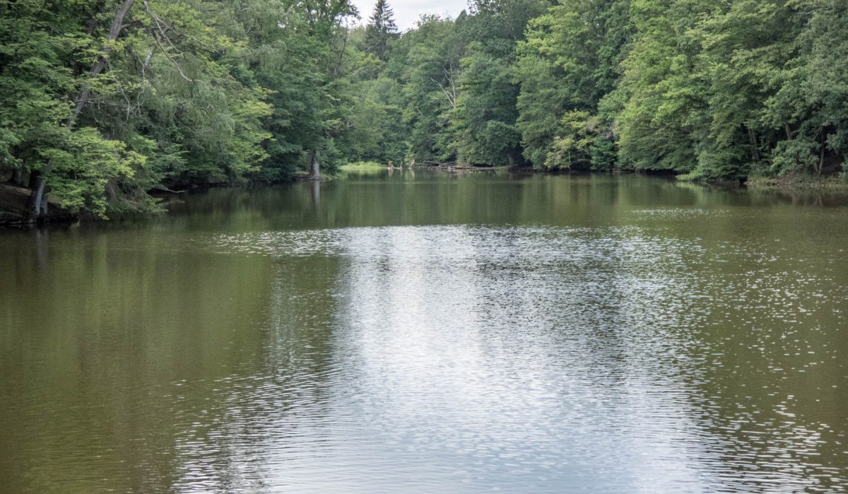 Ein ruhiger See, umgeben von dichtem Wald. Die Wasseroberfl&auml;che spiegelt den Himmel wider und verleiht der Szene eine friedliche Atmosph&auml;re., &copy; Natur.Nah. Sch&ouml;nbuch & Heckeng&auml;u