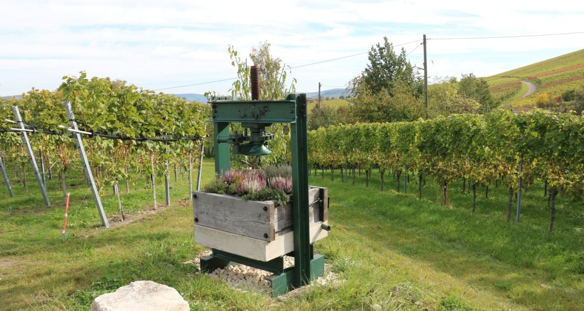 Ein Weinberg mit einer alten Weinpresse, die als Blumenkasten dient. Im Hintergrund sind Reben und H&uuml;gel zu sehen., &copy; Remstal Tourismus e.V.