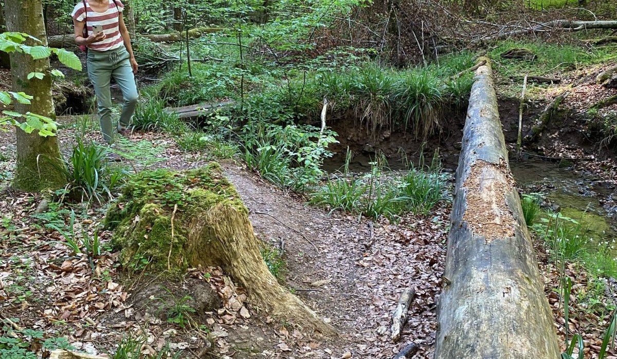 Bannwald Plochingen, © Kulturamt Stadt Plochingen Bannwald Plochingen, © Kulturamt Stadt Plochingen