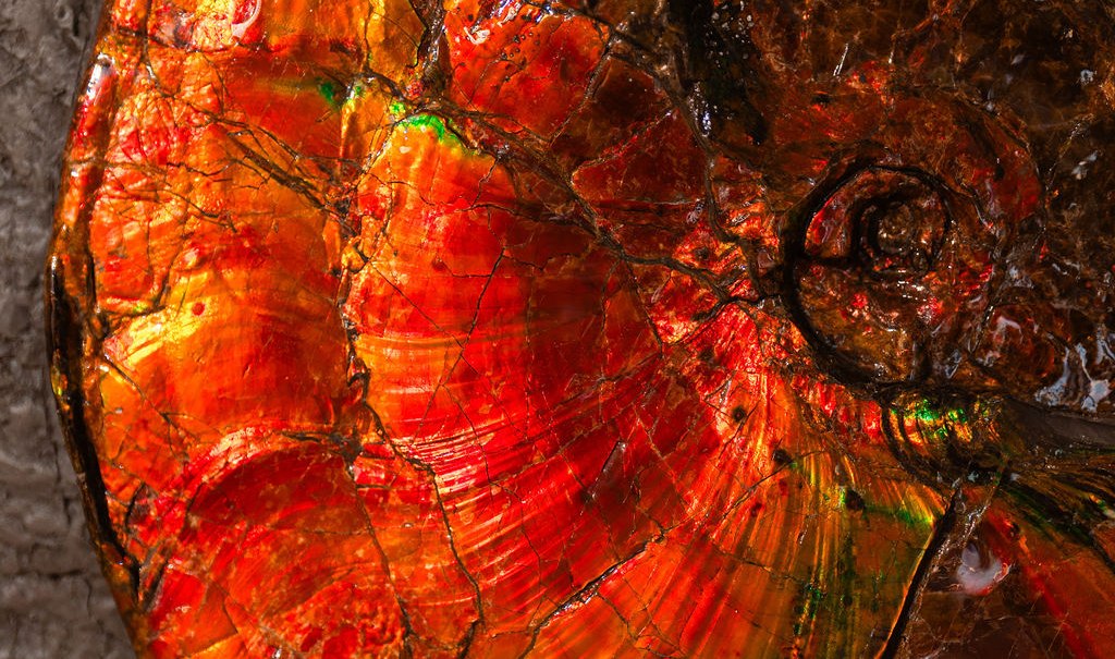 Nahaufnahme eines schillernden Fossils in Rot-, Orange- und Grüntönen auf grauem Hintergrund., © Tobias Tropper