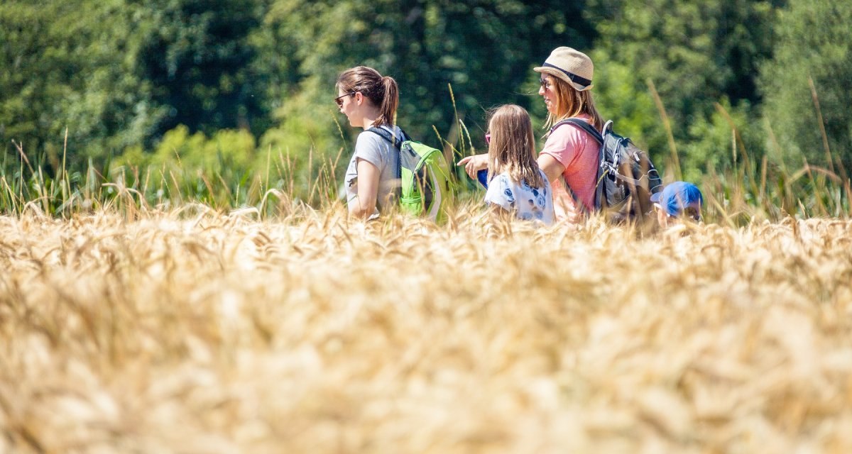 Eine Gruppe von Menschen wandert durch ein goldenes Getreidefeld, umgeben von grünen Bäumen. Sie tragen Rucksäcke und genießen die Natur., © hochgehberge Eine Gruppe von Menschen wandert durch ein goldenes Getreidefeld, umgeben von grünen Bäumen. Sie tragen Rucksäcke und genießen die Natur., © hochgehberge