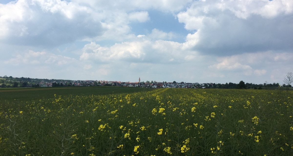 Ein blühendes Rapsfeld erstreckt sich bis zum Horizont, wo die Silhouette von Deckenpfronn unter einem bewölkten Himmel sichtbar ist., © www.pro-cycl.de Ein blühendes Rapsfeld erstreckt sich bis zum Horizont, wo die Silhouette von Deckenpfronn unter einem bewölkten Himmel sichtbar ist., © www.pro-cycl.de