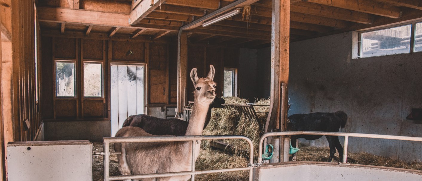 Ein Lama steht in einem Stall mit Heu, daneben ein weiteres Tier. Der Stall ist aus Holz mit offenen Fenstern., © Stadt Welzheim Ein Lama steht in einem Stall mit Heu, daneben ein weiteres Tier. Der Stall ist aus Holz mit offenen Fenstern., © Stadt Welzheim