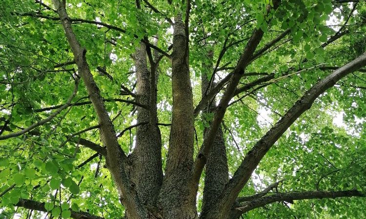 Waldbaden, &copy; (C) Margit Sigle-Rannenberg