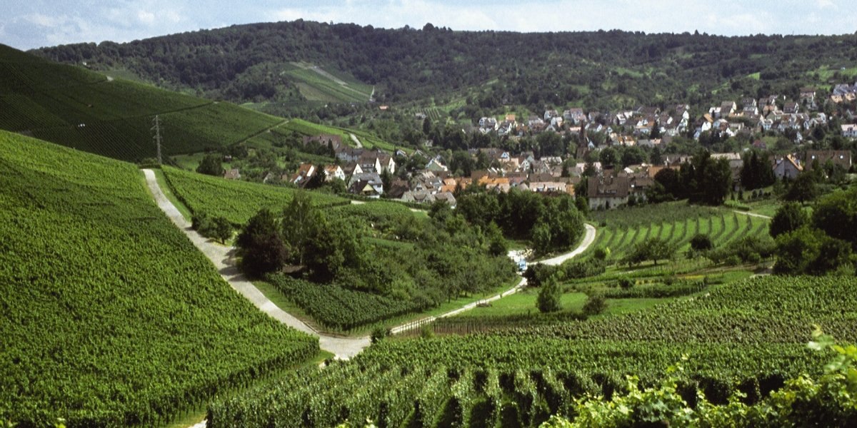 Weinberge in Uhlbach mit einem Dorf im Hintergrund, umgeben von gr&uuml;nen H&uuml;geln und W&auml;ldern., &copy; Stuttgart-Marketing GmbH